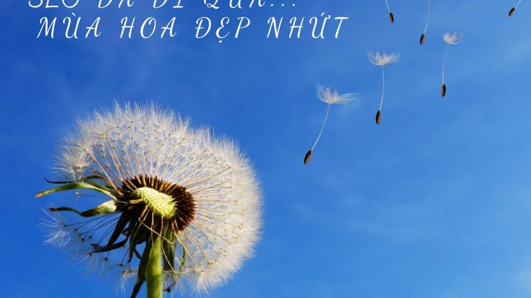 Đi qua mùa hoa đẹp nhất, tương lai nào cho bạn làm SEO?